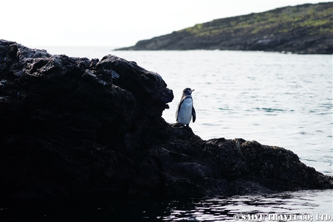 ガラパゴスペンギン Galapagos Penguin (2)