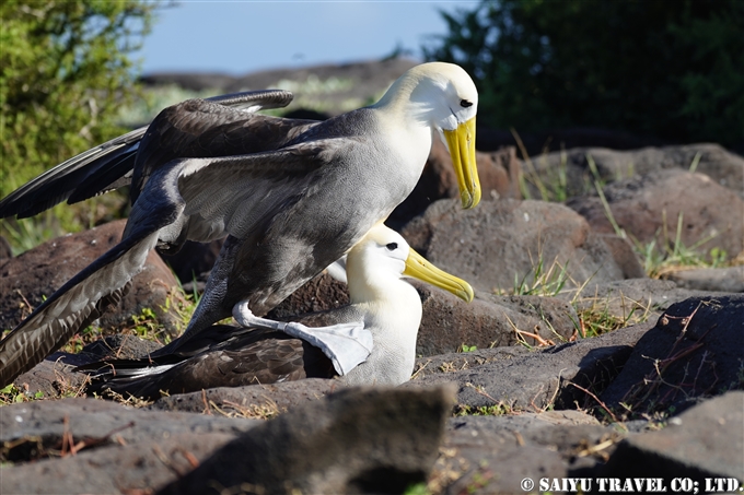 ガラパゴスアホウドリ Waved Albatross Española Island エスパニョーラ島 (11)