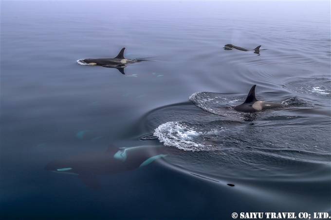 千島列島　シャチ Killer Whale Orca Kuril Islands シャシコタン島 (2)