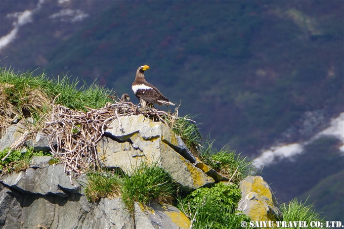 オオワシ営巣地 Steller Sea Eagle Nest ルスカヤ湾　カムチャッカ Russkaya Bay Kamchatka (14)