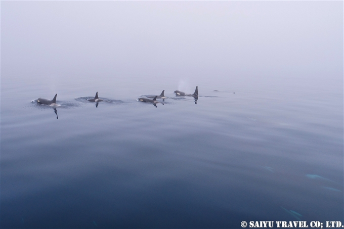 千島列島　シャチ Killer Whale Orca Kuril Islands シャシコタン島 (6)