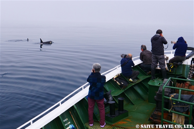 千島列島　シャチ Killer Whale Orca Kuril Islands シャシコタン島 (4)