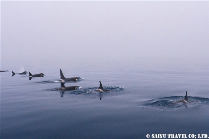 千島列島　シャチ Killer Whale Orca Kuril Islands シャシコタン島 (11)