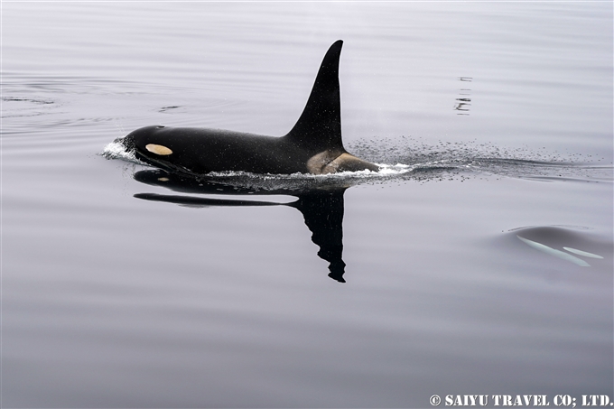 千島列島　シャチ Killer Whale Orca Kuril Islands シャシコタン島 (8)