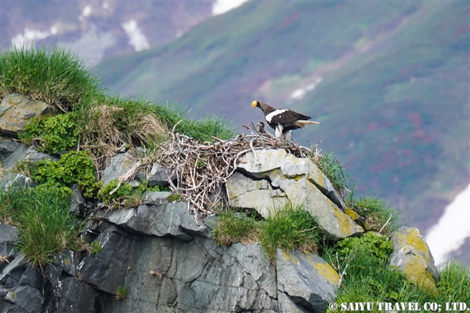 オオワシ営巣地 Steller Sea Eagle Nest ルスカヤ湾　カムチャッカ Russkaya Bay Kamchatka (4)