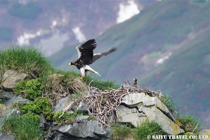 オオワシ営巣地 Steller Sea Eagle Nest ルスカヤ湾　カムチャッカ Russkaya Bay Kamchatka (7)