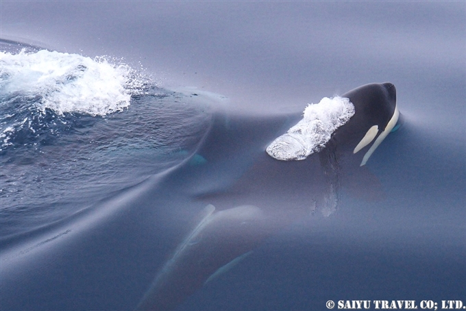 千島列島　シャチ Killer Whale Orca Kuril Islands シャシコタン島 (9)