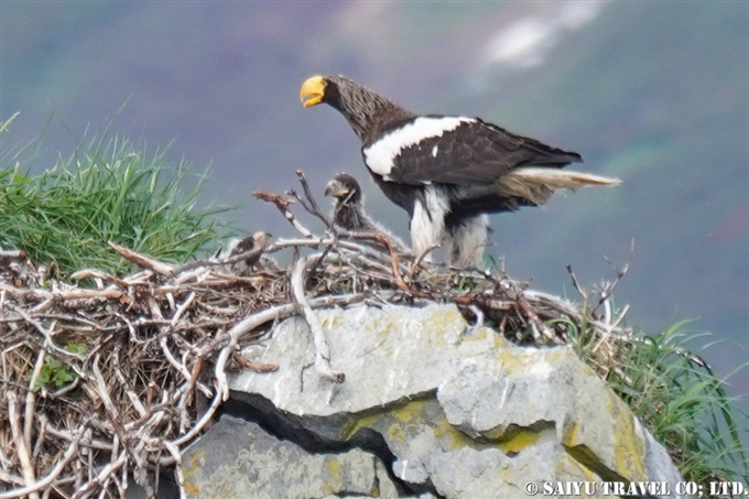 オオワシ営巣地 Steller Sea Eagle Nest ルスカヤ湾　カムチャッカ Russkaya Bay Kamchatka (5)