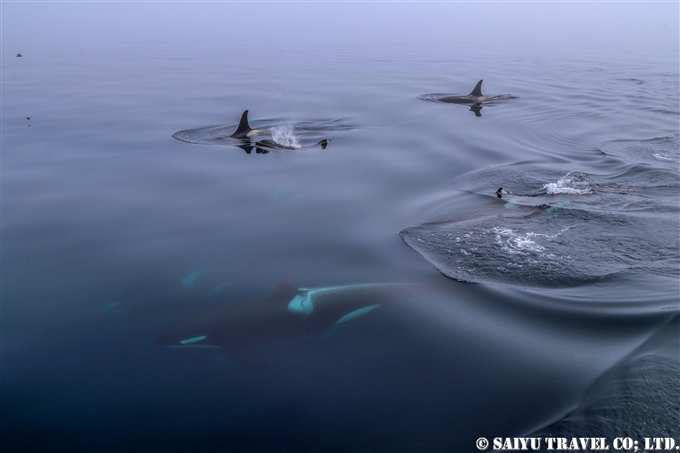 千島列島　シャチ Killer Whale Orca Kuril Islands シャシコタン島 (3)