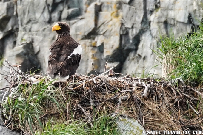 オオワシ営巣地 Steller Sea Eagle Nest ルスカヤ湾　カムチャッカ Russkaya Bay Kamchatka (2)