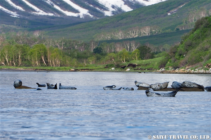 ゴマフアザラシ Spotted Seal ルスカヤ湾　カムチャッカ Russkaya Bay Kamchatka (15)