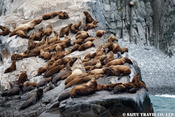 トド　Steller Sea Lion ルスカヤ湾　カムチャッカ Russkaya Bay Kamchatka (10)