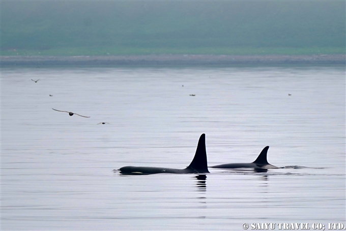 千島列島　シャチ Killer Whale Orca Kuril Islands シャシコタン島 (1)