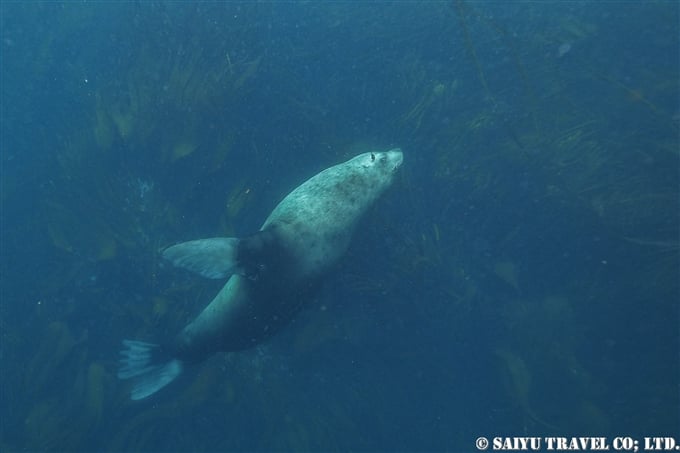 キタオットセイ　キタオットセイと泳ぐ　Northern fur seal 千島列島　スレドネワ島　摺手岩 (3)