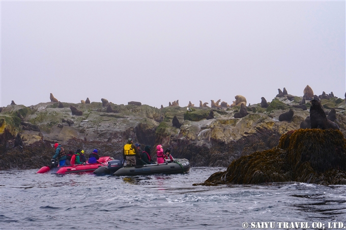 スレドネワ島　摺手岩　キタオットセイ　トド　繁殖地 Northern fur seal Steller sea lion 　Srednego Island (9)