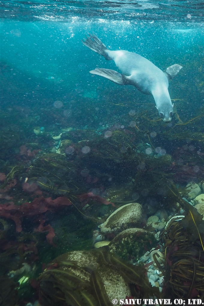 キタオットセイ　キタオットセイと泳ぐ　Northern fur seal 千島列島　スレドネワ島　摺手岩 (10)