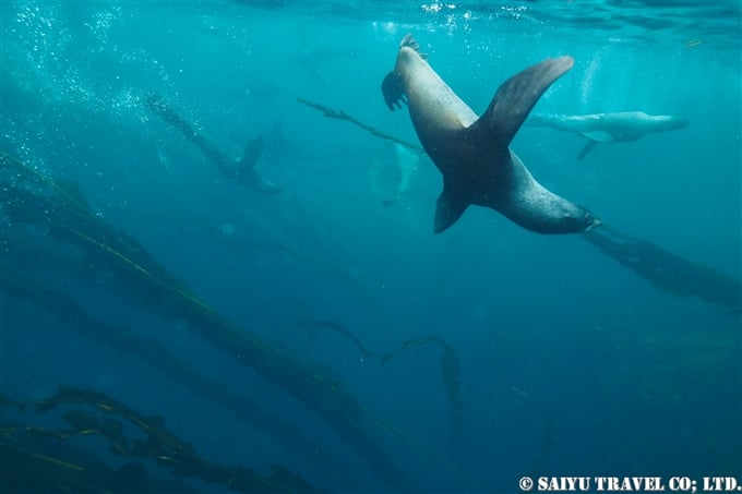 キタオットセイ　キタオットセイと泳ぐ　Northern fur seal 千島列島　スレドネワ島　摺手岩 (8)