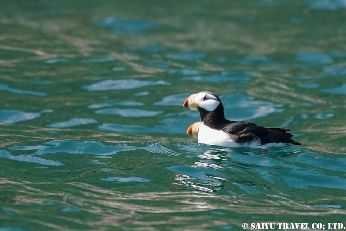 スタリチコフ島 ツノメドリ　カムチャッカ半島 Starichkov Island Horned Puffin(9)