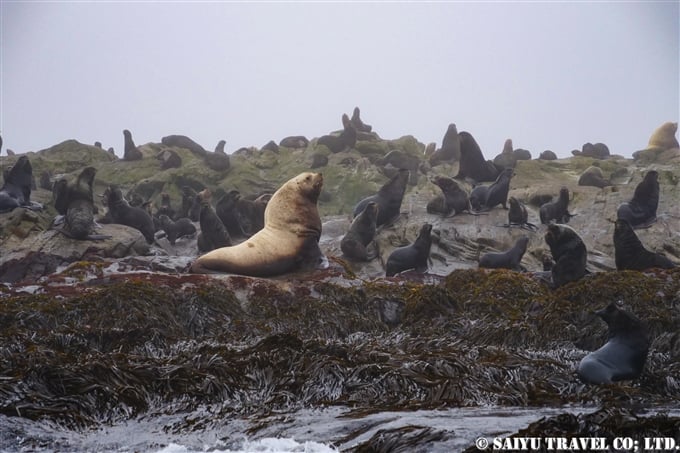 スレドネワ島　摺手岩　キタオットセイ　トド　繁殖地 Northern fur seal Steller sea lion 　Srednego Island (11)