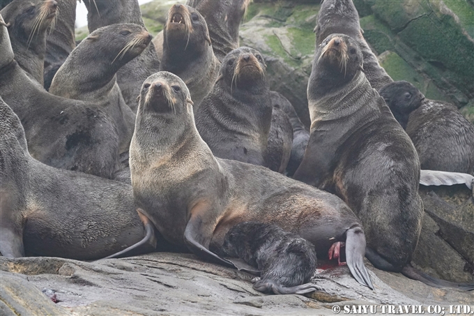 スレドネワ島　摺手岩　キタオットセイ　トド　繁殖地 Northern fur seal Steller sea lion 　Srednego Island (7)