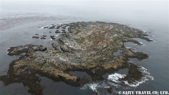 スレドネワ島　摺手岩　キタオットセイ　トド　繁殖地 Northern fur seal Steller sea lion 　Srednego Island (1)
