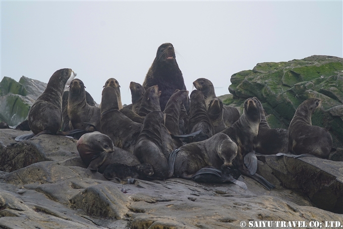 スレドネワ島　摺手岩　キタオットセイ　トド　繁殖地 Northern fur seal Steller sea lion 　Srednego Island (5)