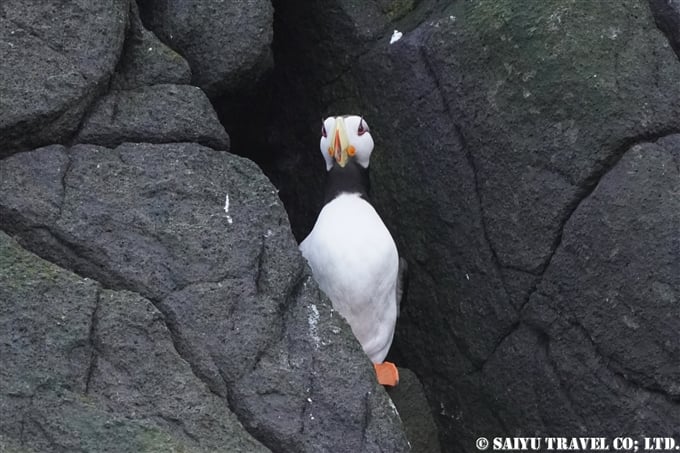 スタリチコフ島 ツノメドリ　カムチャッカ半島 Starichkov Island Horned Puffin(8)