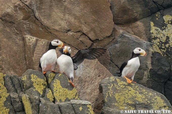 スタリチコフ島 ツノメドリ　カムチャッカ半島 Starichkov Island Horned Puffin(2)