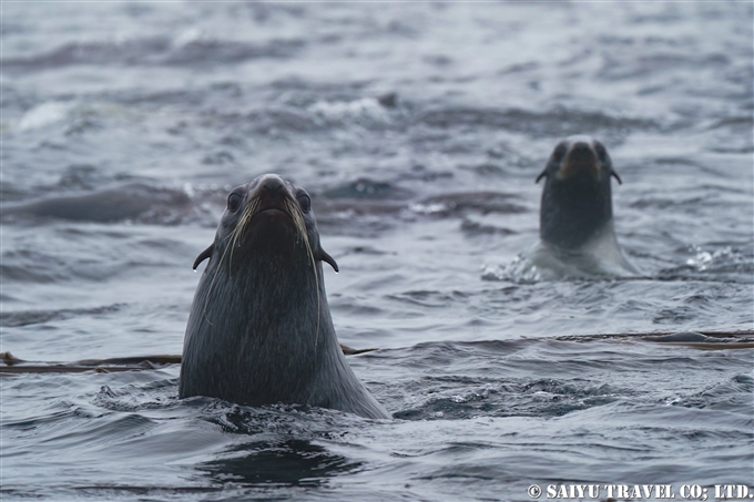 スレドネワ島　摺手岩　キタオットセイ　トド　繁殖地 Northern fur seal Steller sea lion 　Srednego Island (8)
