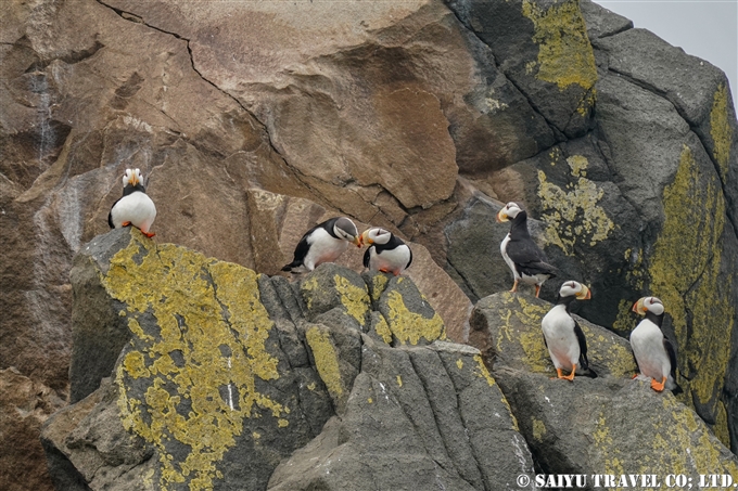 スタリチコフ島 ツノメドリ　カムチャッカ半島 Starichkov Island Horned Puffin(3)