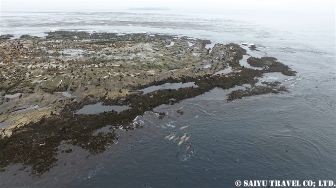 スレドネワ島　摺手岩　キタオットセイ　トド　繁殖地 Northern fur seal Steller sea lion 　Srednego Island (2)