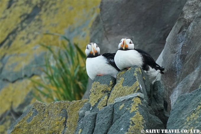 スタリチコフ島 ツノメドリ　カムチャッカ半島 Starichkov Island Horned Puffin(7)