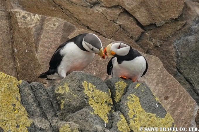 スタリチコフ島 ツノメドリ　カムチャッカ半島 Starichkov Island Horned Puffin(4)