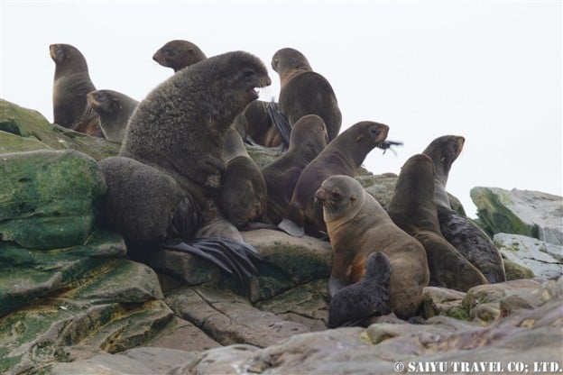 スレドネワ島　摺手岩　キタオットセイ　トド　繁殖地 Northern fur seal Steller sea lion 　Srednego Island (3)