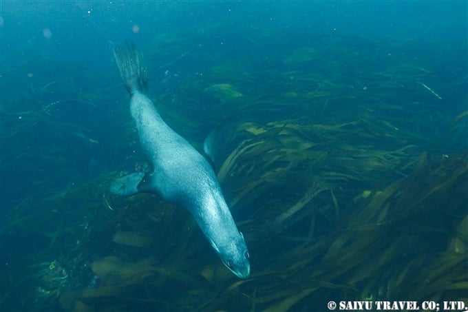 キタオットセイ　キタオットセイと泳ぐ　Northern fur seal 千島列島　スレドネワ島　摺手岩 (1)