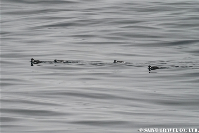 ウミスズメ　Ancient murrelet アリューシャン列島　ウラナスカ島　ダッチハーバー　Aleutian Unalaska Island Dutch Harbor