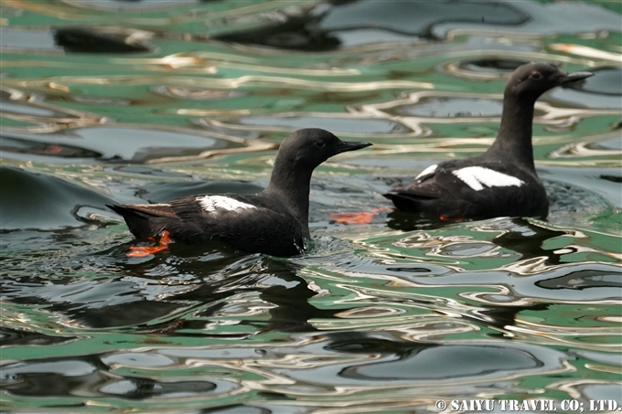 ウミバト Pigeon Guillemot アリューシャン列島　ウラナスカ島　ダッチハーバー　Aleutian Unalaska Island Dutch Harbor