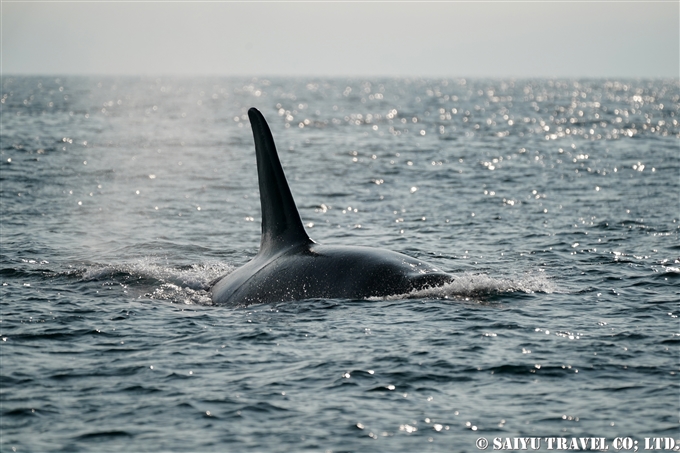 シャチ　オルカ　Killer Whale アリューシャン列島　ウラナスカ島　ダッチハーバー　Aleutian Unalaska Island Dutch Harbor (4)