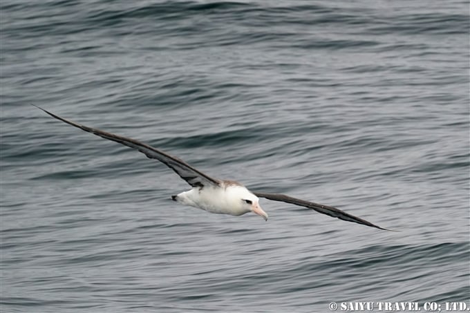 コアホウドリ Laysan Albatross アリューシャン列島　ウラナスカ島　ダッチハーバー　Aleutian Unalaska Island Dutch Harbor (3)