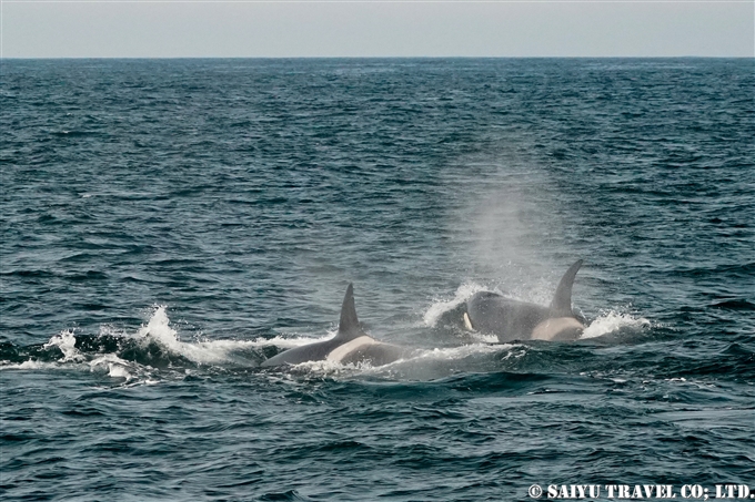 シャチ　オルカ　Killer Whale アリューシャン列島　ウラナスカ島　ダッチハーバー　Aleutian Unalaska Island Dutch Harbor (5)