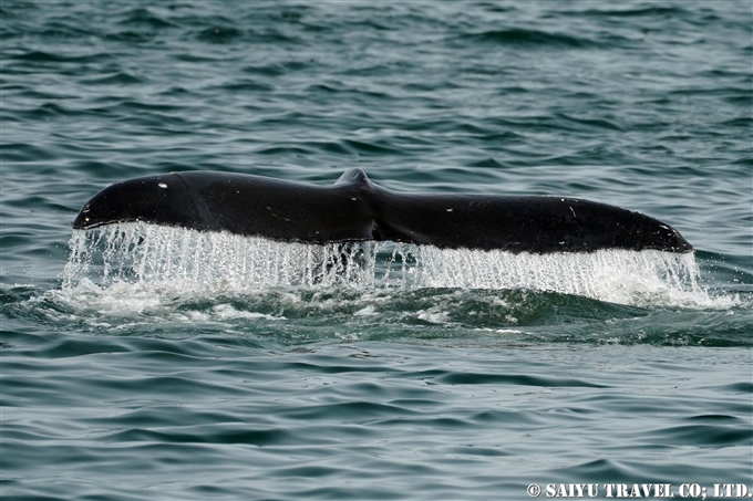 ザトウクジラ Humpback Whale アリューシャン列島　ウラナスカ島　ダッチハーバー　Aleutian Unalaska Island Dutch Harbor (1)