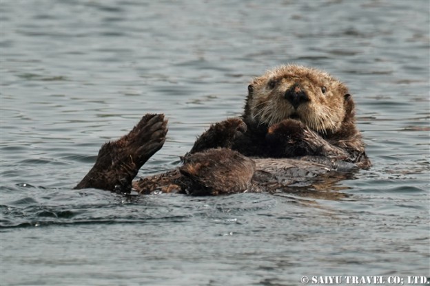 アラスカラッコ Alaskan Sea Otter アリューシャン列島　ウラナスカ島　ダッチハーバー　Aleutian Unalaska Island Dutch Harbor