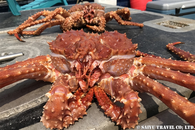 イバラガニBrown King Crab　アリューシャン列島　ウラナスカ島　ダッチハーバー　Aleutian Unalaska Island Dutch Harbor (1)