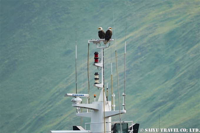 ハクトウワシ Bold Eagle アリューシャン列島　ウラナスカ島　ダッチハーバー　Aleutian Unalaska Island Dutch Harbor