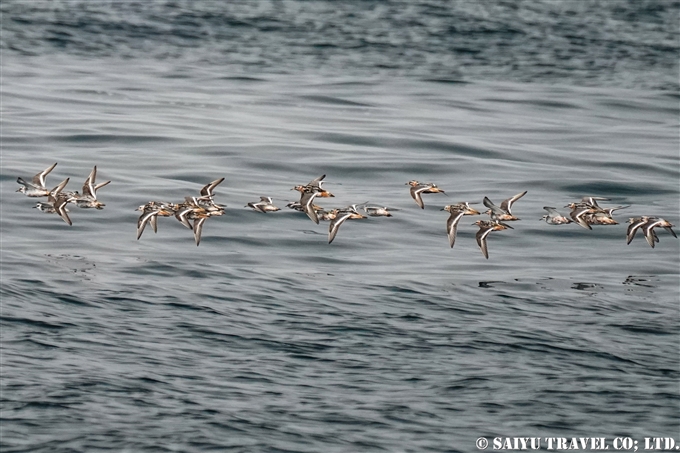 ハイイロヒレアシシギ　Red phalarope アリューシャン列島　ウラナスカ島　ダッチハーバー　Aleutian Unalaska Island Dutch Harbor