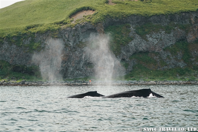 ザトウクジラ Humpback Whale アリューシャン列島　ウラナスカ島　ダッチハーバー　Aleutian Unalaska Island Dutch Harbor (2)