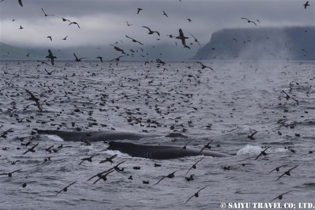 アリューシャン列島　アリューシャンマジック　ハシボソミズナギドリ　ザトウクジラ　Aleutian Islands Short-tailed Shearwater Humpback Whale 採餌海域 (16)