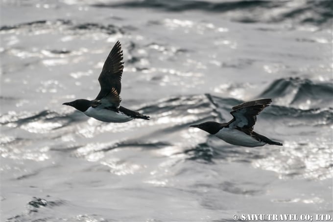 アリューシャン列島　アクタン島　アクン島　Aleutian islands Akutan Island Akun Island (7)