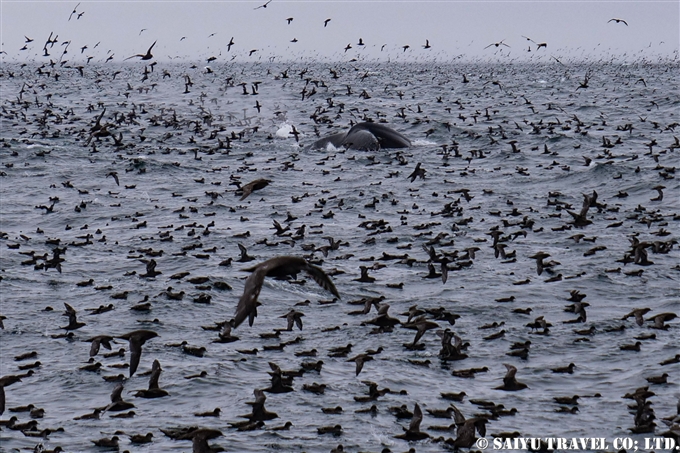 アリューシャン列島　アリューシャンマジック　ハシボソミズナギドリ　ザトウクジラ　Aleutian Islands Short-tailed Shearwater Humpback Whale 採餌海域 (7)