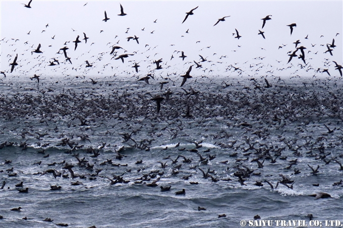 アリューシャン列島　アリューシャンマジック　ハシボソミズナギドリ　ザトウクジラ　Aleutian Islands Short-tailed Shearwater Humpback Whale 採餌海域 (11)